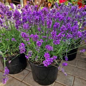 Mavi Vienco lavanta fidanı lavandula angustifolia blue