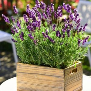 Mavi Vienco lavanta fidanı lavandula angustifolia blue