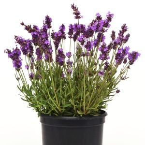 Mavi Vienco lavanta fidanı lavandula angustifolia blue