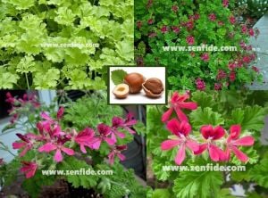 Fındık kokulu sardunya fidesi sivrisinek kovucu pelargonium odorata hazelnut 1 fide