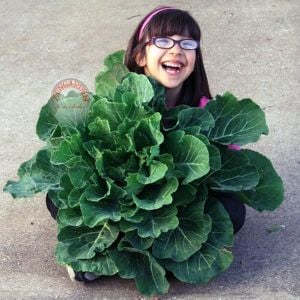 Georgia karalahana tohumu Atalık