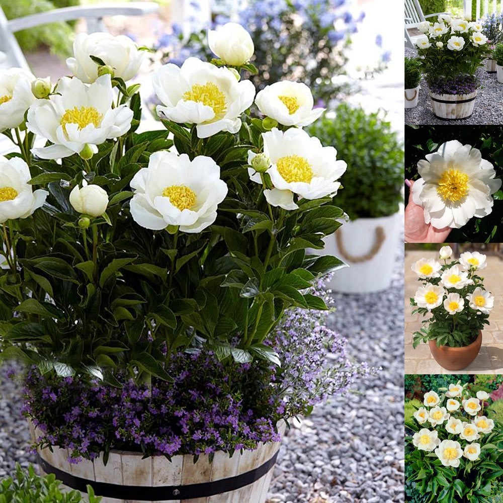 Jan van Leeuwen şakayık soğanı kokulu paeonia lactiflora peony