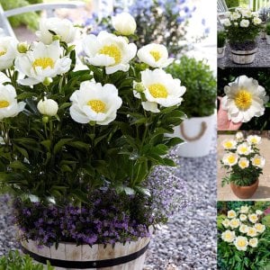 Jan van Leeuwen şakayık soğanı kokulu paeonia lactiflora peony