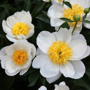 Jan van Leeuwen şakayık soğanı kokulu paeonia lactiflora peony