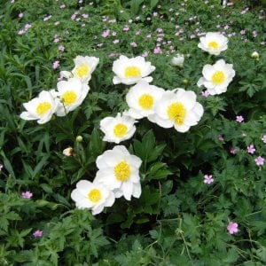 Jan van Leeuwen şakayık soğanı kokulu paeonia lactiflora peony