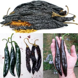 Pasilla banjio acı biber tohumu pasilla bajio hot pepper capsicum annuum