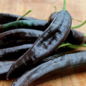 Pasilla banjio acı biber tohumu pasilla bajio hot pepper capsicum annuum