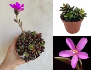 Anacampseros rufescens sukulent bitki