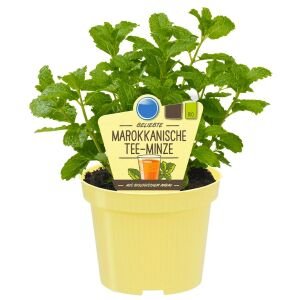 Fas nanesi fidesi mentha piperita marokko mint