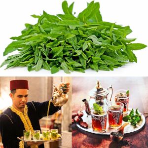Fas nanesi fidesi mentha piperita marokko mint