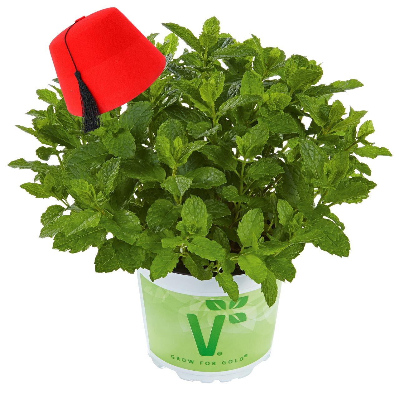 Fas nanesi fidesi mentha piperita marokko mint