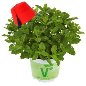 Fas nanesi fidesi mentha piperita marokko mint