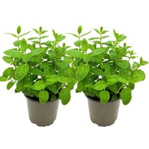 Fas nanesi fidesi mentha piperita marokko mint