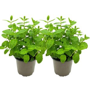 Fas nanesi fidesi mentha piperita marokko mint