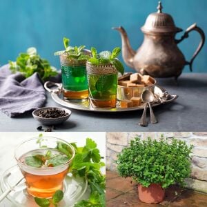 Fas nanesi fidesi mentha piperita marokko mint