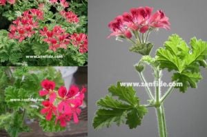 Fındık kokulu sardunya fidesi sivrisinek kovucu pelargonium odorata hazelnut 7 yada 9 cm saksıda