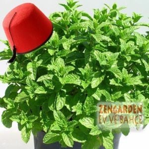 Fas nanesi fidesi mentha piperita marokko mint