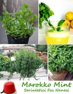 Fas nanesi fidesi mentha piperita marokko mint