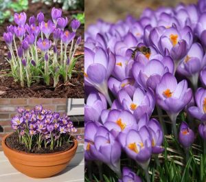 Barr's purple botanik çiğdem soğanı ithal 10 adet