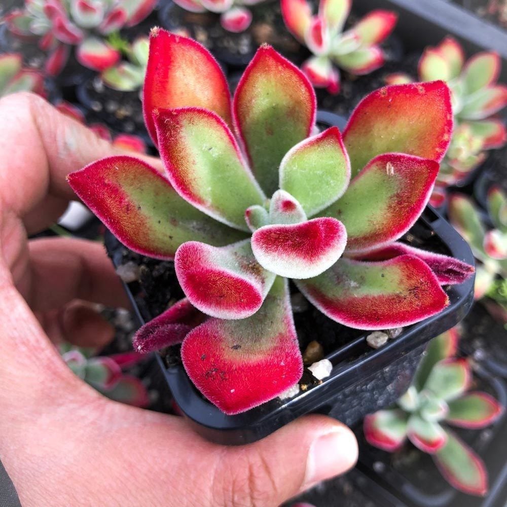 Kadife sukulent echeveria pulvinata ruby blush