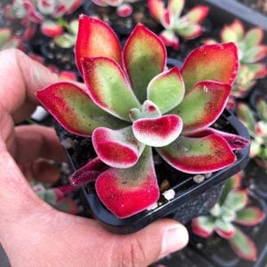 Kadife sukulent echeveria pulvinata ruby blush