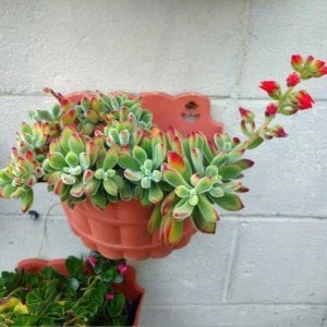 Kadife sukulent echeveria pulvinata ruby blush