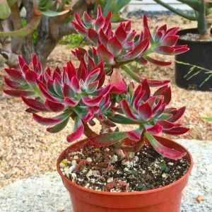 Kadife sukulent echeveria pulvinata ruby blush