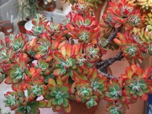 Kadife sukulent echeveria pulvinata ruby blush