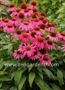 Şeker pembe ekinezya echinacea echinacea powwow wild berry 5 adet