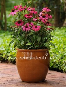Şeker pembe ekinezya echinacea echinacea powwow wild berry 5 adet