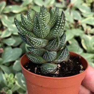 Haworthia coarctata sukulent bitki