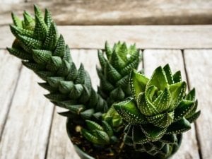 Haworthia coarctata sukulent bitki