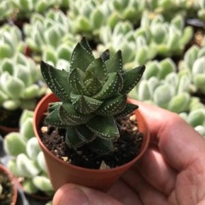 Haworthia coarctata sukulent bitki