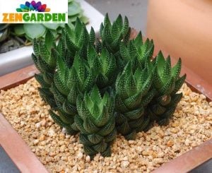 Haworthia coarctata sukulent bitki