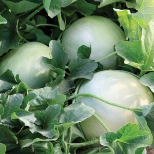 Geleneksel kavun tohumu honeydew green flesh