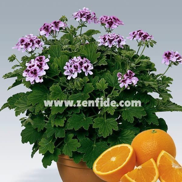 Portakal kokulu sardunya fidesi sivrisinek kovucu pelargonium odorata orange 1 fide