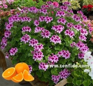 Portakal kokulu sardunya fidesi sivrisinek kovucu pelargonium odorata orange 1 fide