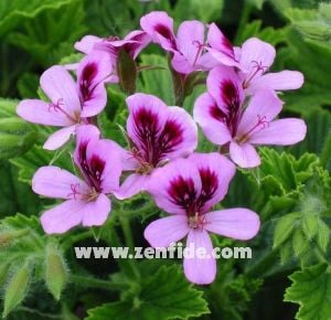 Portakal kokulu sardunya fidesi sivrisinek kovucu pelargonium odorata orange 1 fide