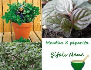 Şifalı nane fidesi mentha piperita cinderella mint 7 yada 9 cm saksıda