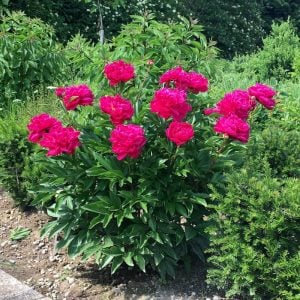 Adolphe Rousseau şakayık soğanı kokulu paeonia lactiflora peony