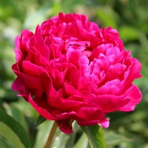Adolphe Rousseau şakayık soğanı kokulu paeonia lactiflora peony