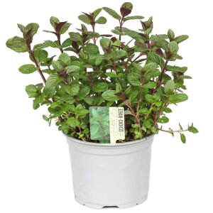 Çikolatalı nane fidesi mentha piperita chocolate intense