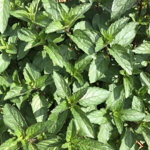 Çikolatalı nane fidesi mentha piperita chocolate intense