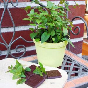 Çikolatalı nane fidesi mentha piperita chocolate intense