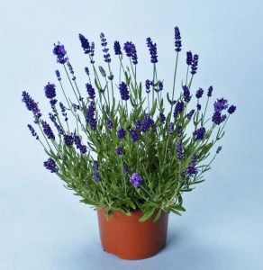 Ellagance purple mor lavanta fidesi saksılık lavandula