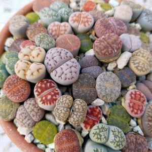 Lithops 3-5 yaş yetişmiş karışık renkler