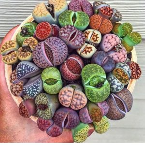 Lithops 3-5 yaş yetişmiş karışık renkler