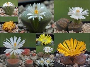 Lithops 3-5 yaş yetişmiş karışık renkler