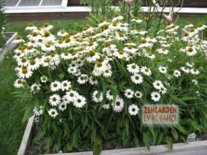 Beyaz ekinezya soğanı white swan echinacea 1 adet