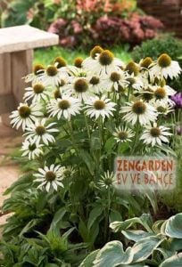 Beyaz ekinezya soğanı white swan echinacea 1 adet